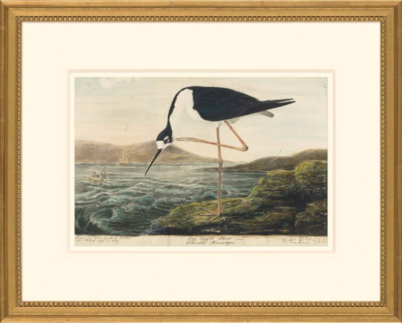 Audubon's Watercolors Octavo Pl. 328, Black-necked Stilt