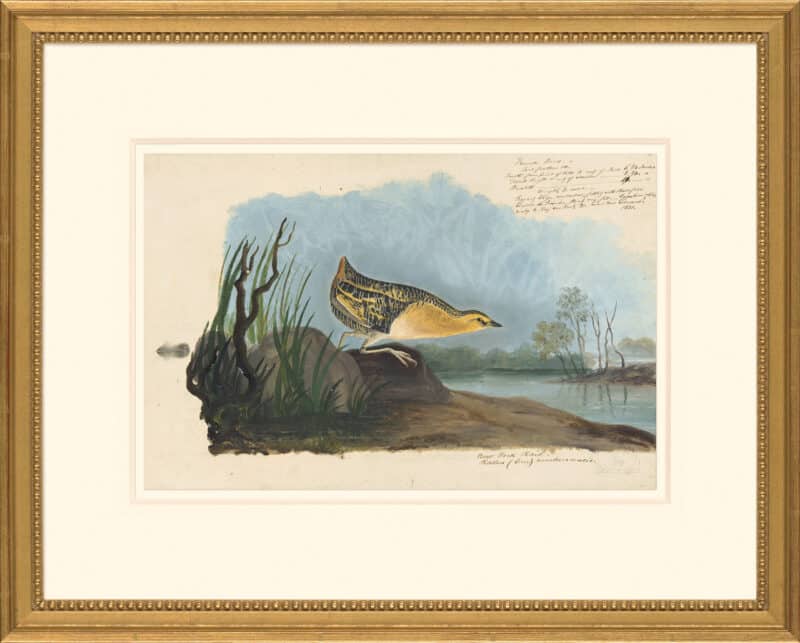 Audubon's Watercolors Octavo Pl. 329, Yellow Rail