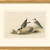 Audubon's Watercolors Octavo Pl. 330, Semipalmated Plover