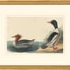 Audubon's Watercolors Octavo Pl. 331, Common Merganser