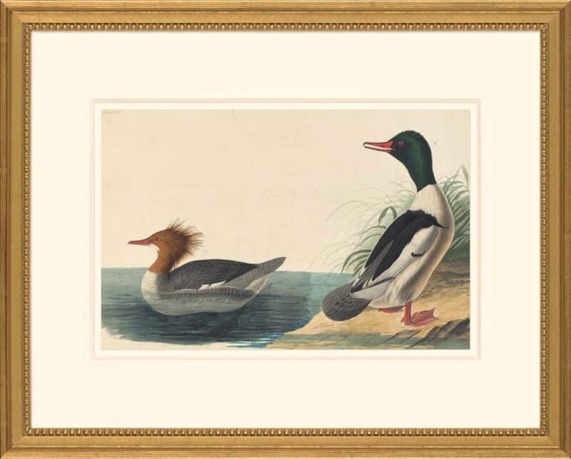 Audubon's Watercolors Octavo Pl. 331, Common Merganser