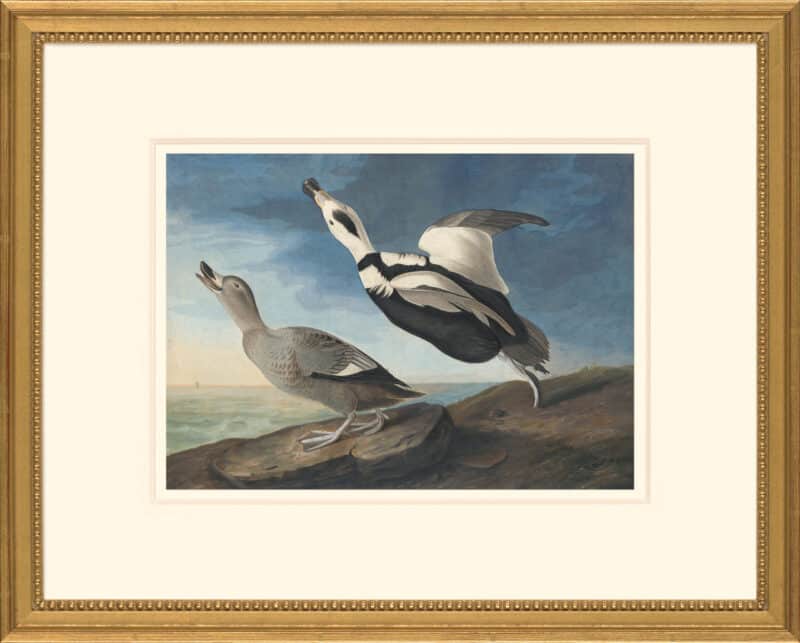 Audubon's Watercolors Octavo Pl. 332, Labrador Duck
