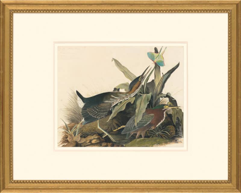 Audubon's Watercolors Octavo Pl. 333, Green Heron