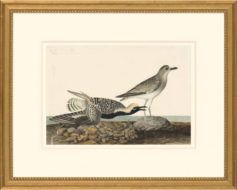 Audubon's Watercolors Octavo Pl. 334, Black-bellied Plover