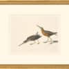 Audubon's Watercolors Octavo Pl. 335, Short-billed Dowitcher