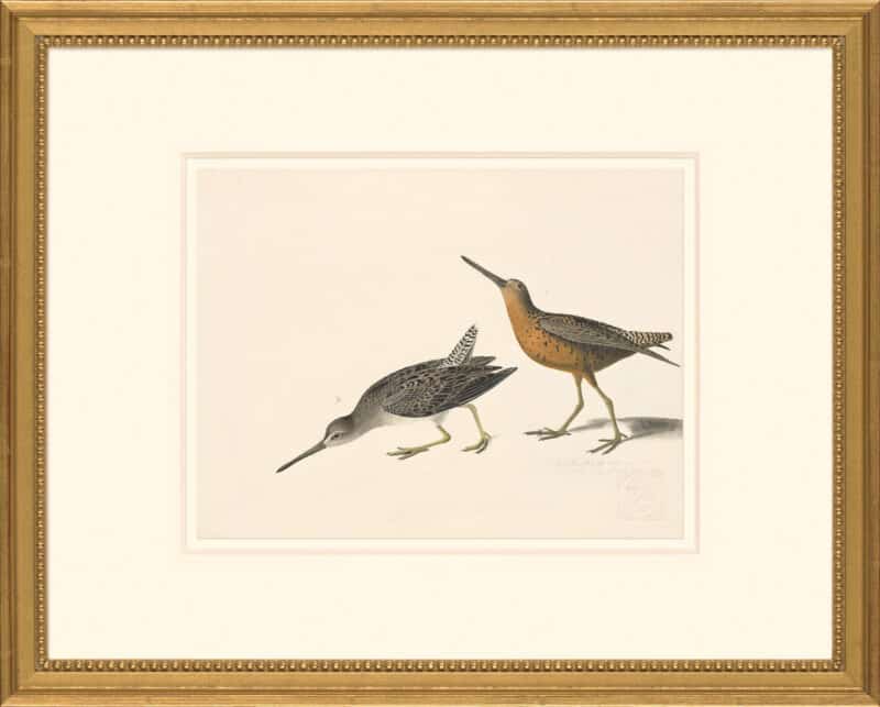 Audubon's Watercolors Octavo Pl. 335, Short-billed Dowitcher