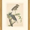 Audubon's Watercolors Octavo Pl. 336, Yellow-Crowned Heron