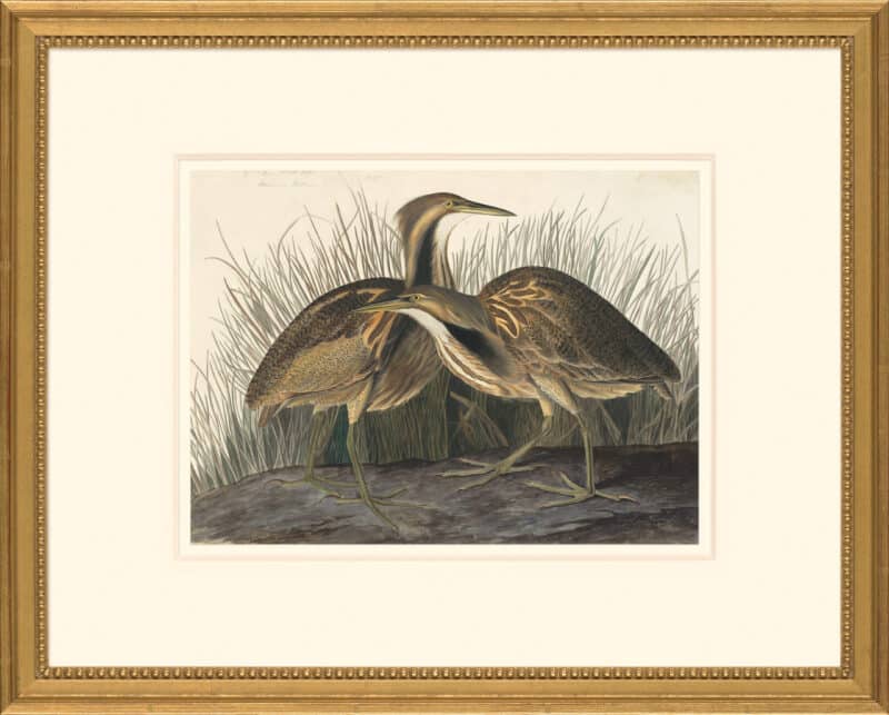 Audubon's Watercolors Octavo Pl. 337, American Bittern