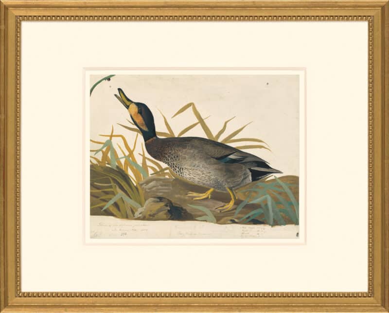 Audubon's Watercolors Octavo Pl. 338, Mallard and Gadwall Hybrid