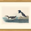 Audubon's Watercolors Octavo Pl. 339, Dovekie