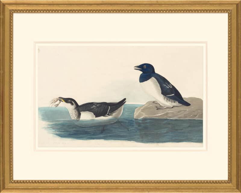 Audubon's Watercolors Octavo Pl. 339, Dovekie