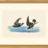Audubon's Watercolors Octavo Pl. 340, European Storm-Petrel