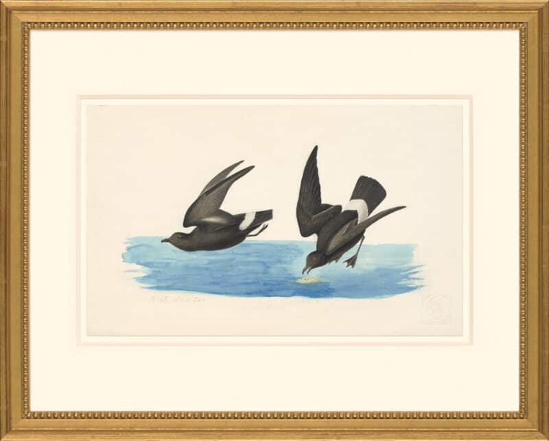 Audubon's Watercolors Octavo Pl. 340, European Storm-Petrel