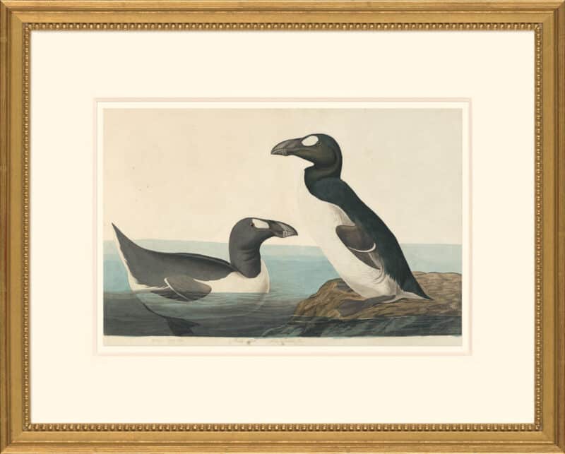 Audubon's Watercolors Octavo Pl. 341, Great Auk