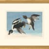 Audubon's Watercolors Octavo Pl. 342, Common Goldeneye