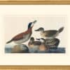 Audubon's Watercolors Octavo Pl. 343, Ruddy Duck