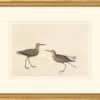 Audubon's Watercolors Octavo Pl. 344, Stilt Sandpiper