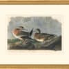 Audubon's Watercolors Octavo Pl. 345, American Wigeon