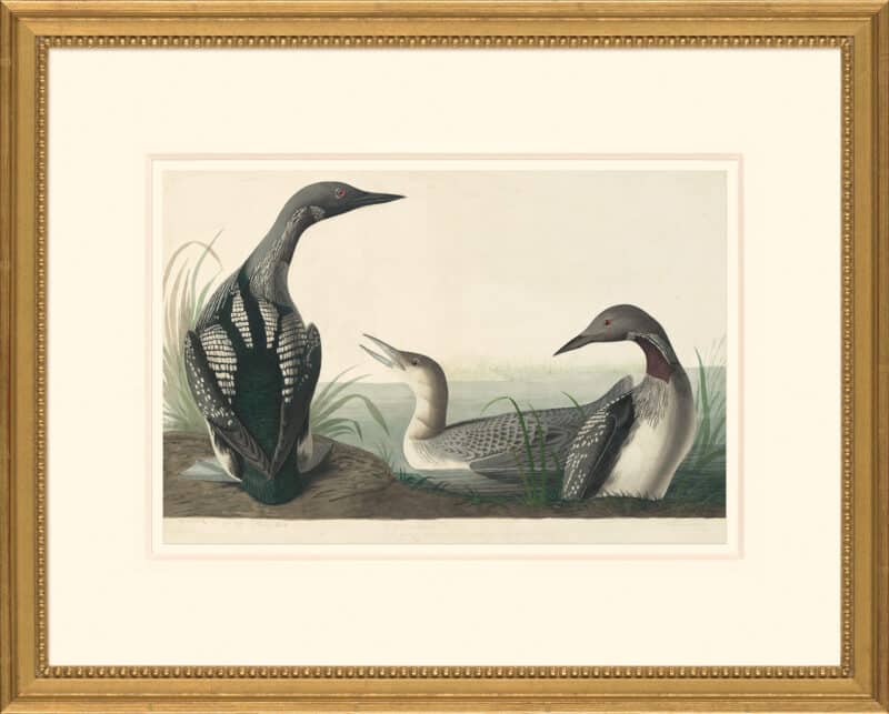 Audubon's Watercolors Octavo Pl. 346, Arctic Loon