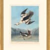 Audubon's Watercolors Octavo Pl. 347, Smew