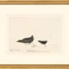 Audubon's Watercolors Octavo Pl. 349, Black Rail
