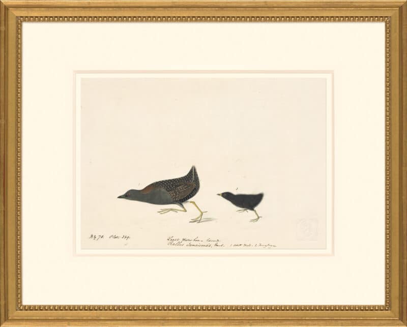 Audubon's Watercolors Octavo Pl. 349, Black Rail