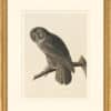 Audubon's Watercolors Octavo Pl. 351, Great Gray Owl