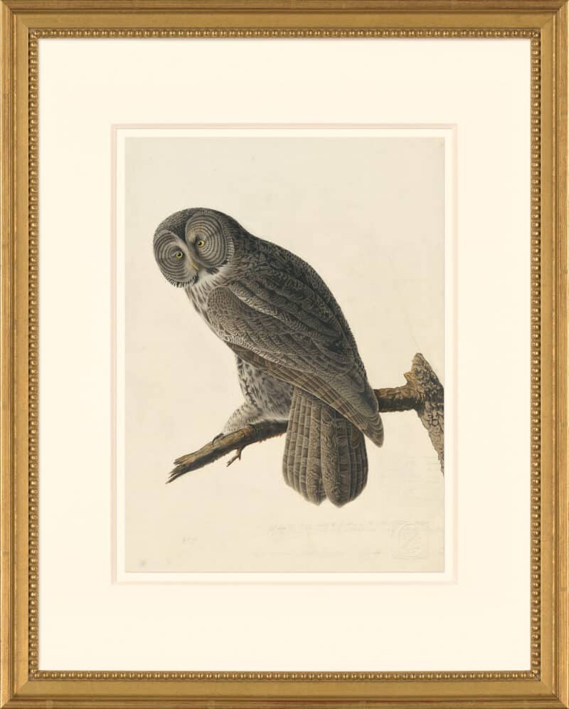 Audubon's Watercolors Octavo Pl. 351, Great Gray Owl