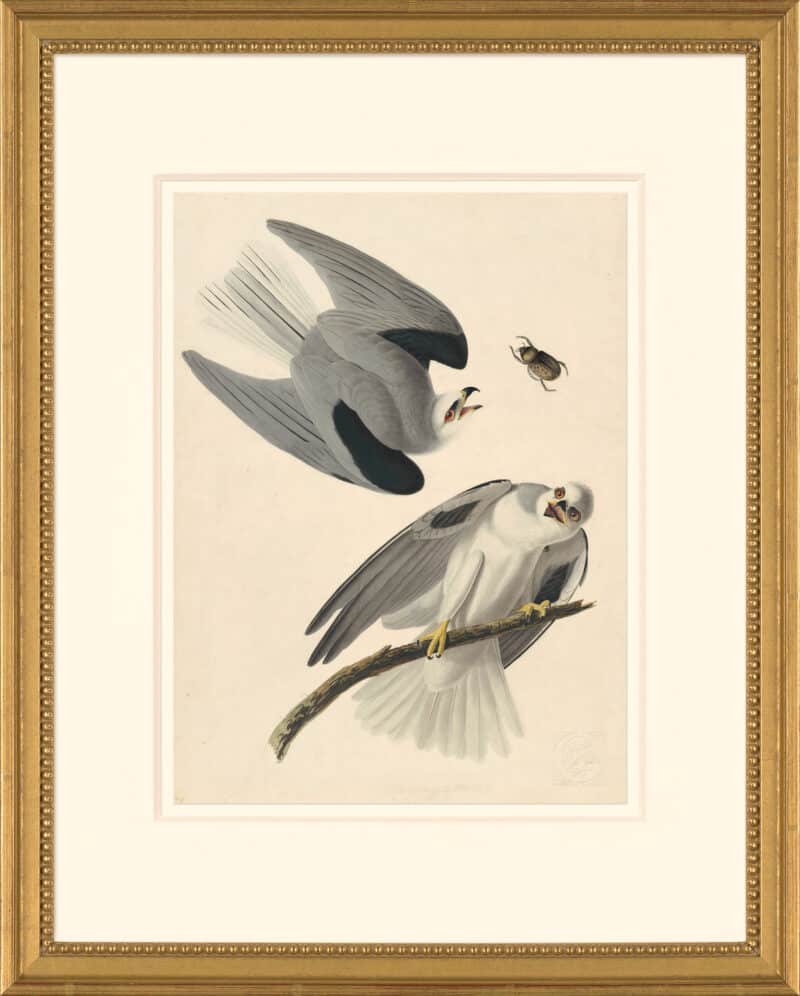 Audubon's Watercolors Octavo Pl. 352, Black-shouldered Kite