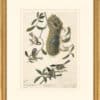 Audubon's Watercolors Octavo Pl. 353, Chestnut-backed Chickadee, Common Bushtit , Black-capped Chickadee, Winter