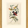 Audubon's Watercolors Octavo Pl. 354, Western Tanager and Scarlet Tanager