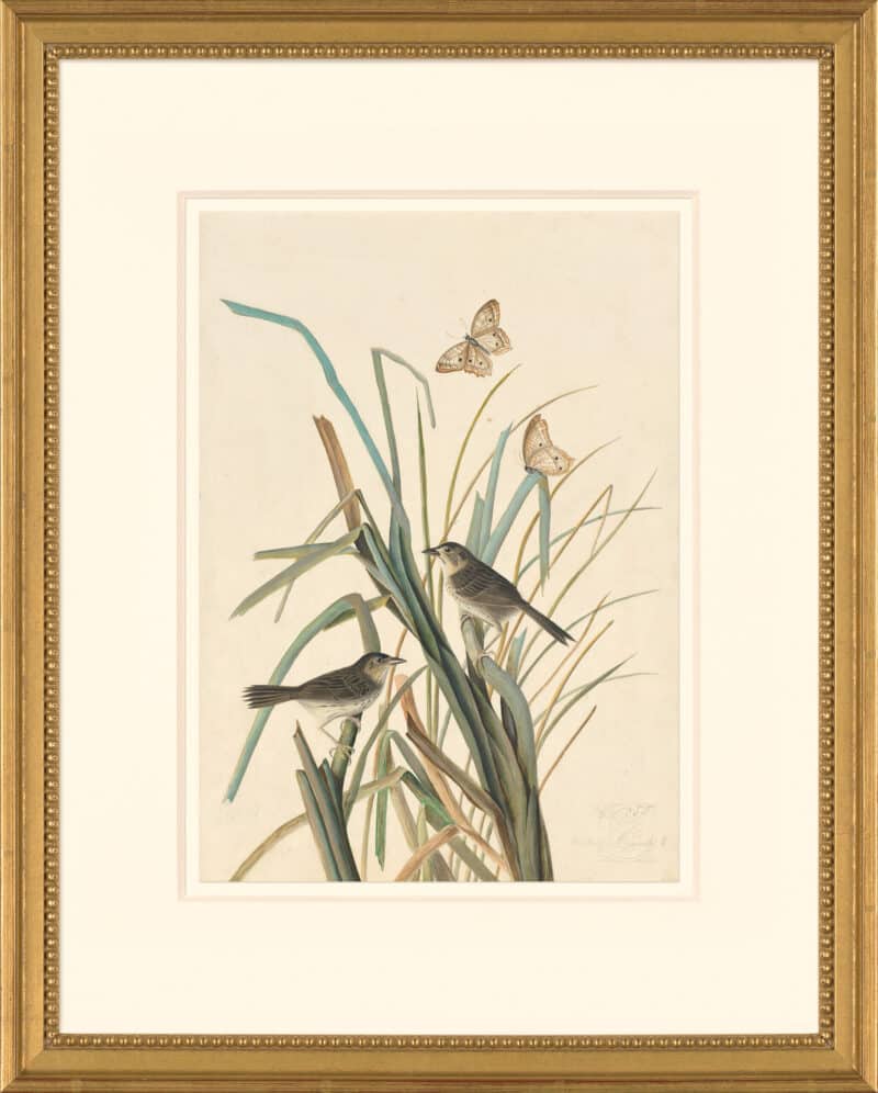 Audubon's Watercolors Octavo Pl. 355, Seaside Sparrow