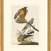 Audubon's Watercolors Octavo Pl. 356, Northern Harrier