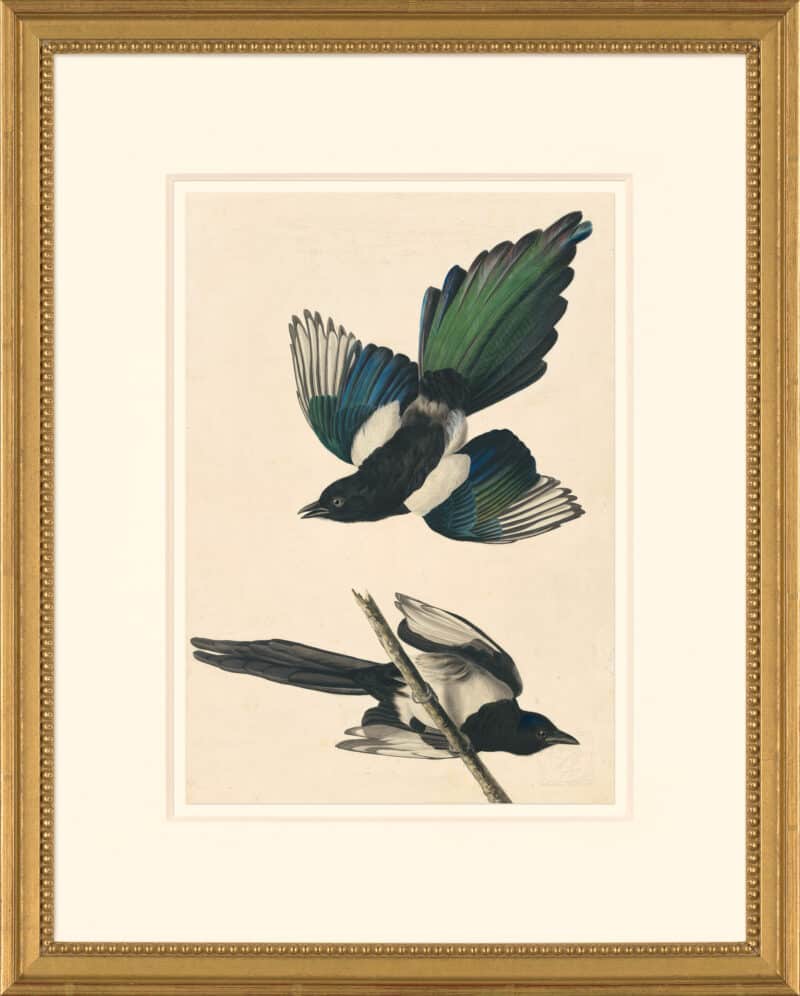 Audubon's Watercolors Octavo Pl. 357, Black-billed Magpie