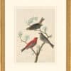 Audubon's Watercolors Octavo Pl. 358, Pine Grosbeak