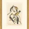 Audubon's Watercolors Octavo Pl. 359, Say's Phoebe, Western Kingbird, Scissor-tailed Flycatcher