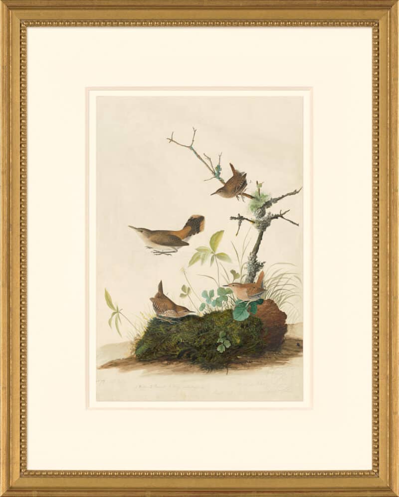 Audubon's Watercolors Octavo Pl. 360, Winter Wren and Rock Wren