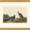Audubon's Watercolors Octavo Pl. 361, Blue Grouse