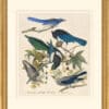 Audubon's Watercolors Octavo Pl. 362, Scrub Jay, Steller's Jay, Yellow-billed Magpie, Clark's Nutcracker