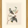 Audubon's Watercolors Octavo Pl. 363, Bohemian Waxwing