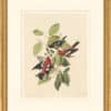 Audubon's Watercolors Octavo Pl. 364, White-winged Crossbill