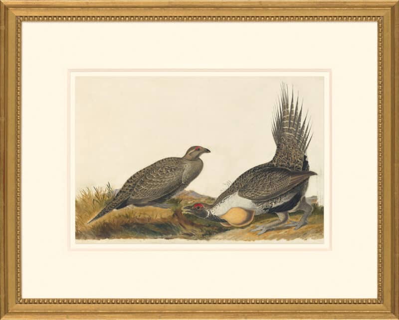 Audubon's Watercolors Octavo Pl. 371, Sage Grouse