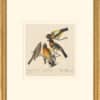 Audubon's Watercolors Octavo Pl. 373, Evening Grosbeak,  Black-headed Grosbeak, Pine Grosbeak