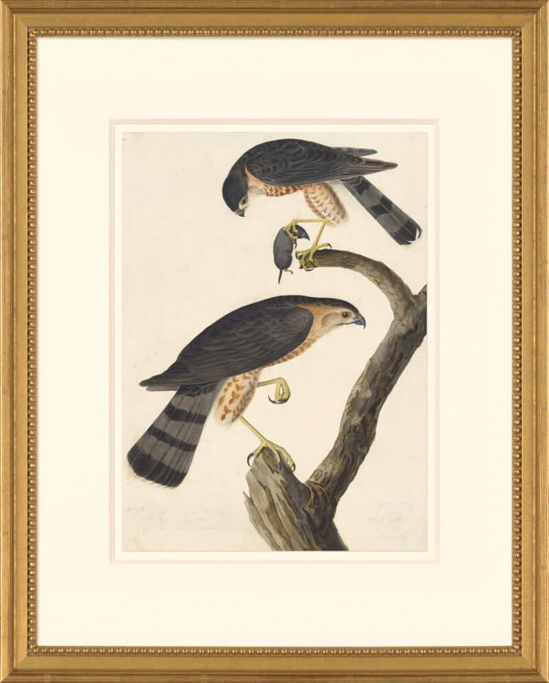 Audubon's Watercolors Octavo Pl. 374, Sharp-shinned Hawk