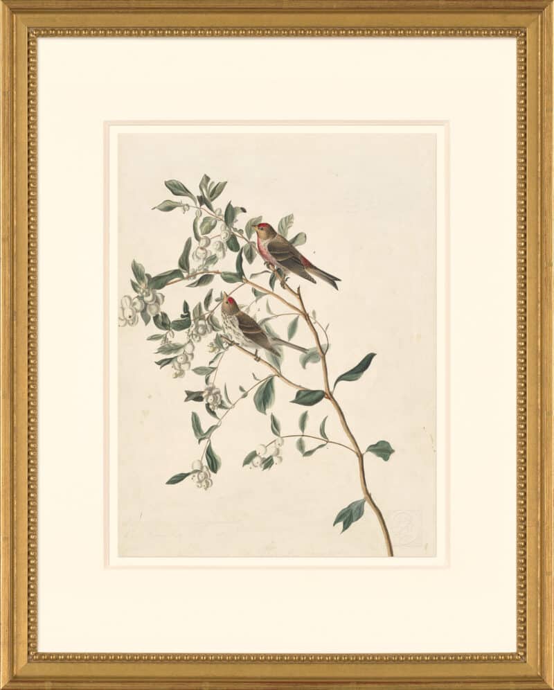 Audubon's Watercolors Octavo Pl. 375, Common Redpoll