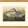 Audubon's Watercolors Octavo Pl. 376, Trumpeter Swan