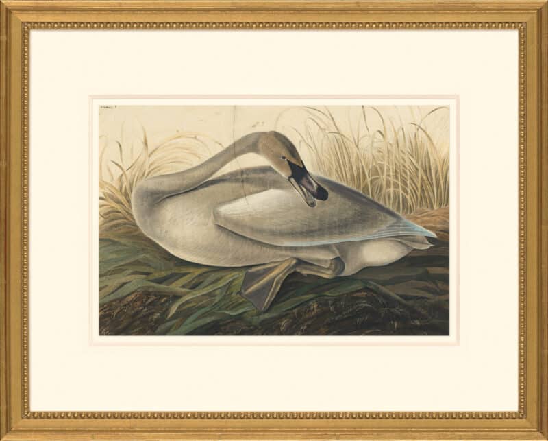 Audubon's Watercolors Octavo Pl. 376, Trumpeter Swan