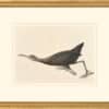 Audubon's Watercolors Octavo Pl. 377, Limpkin