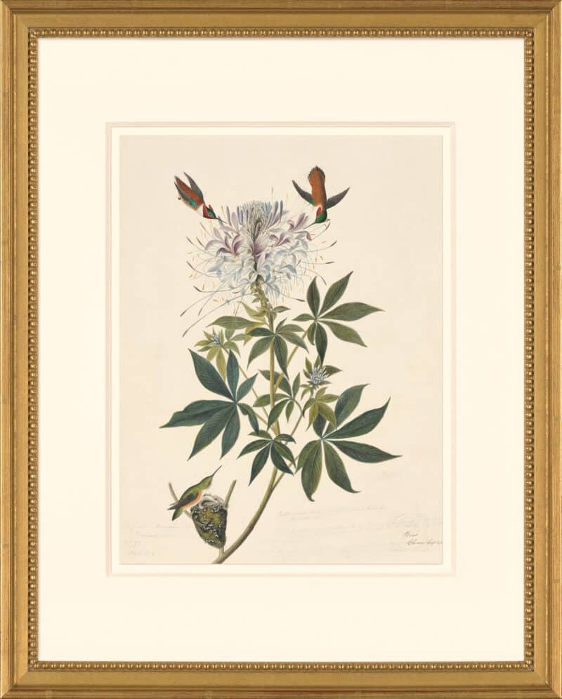 Audubon's Watercolors Octavo Pl. 379, Rufous Hummingbird