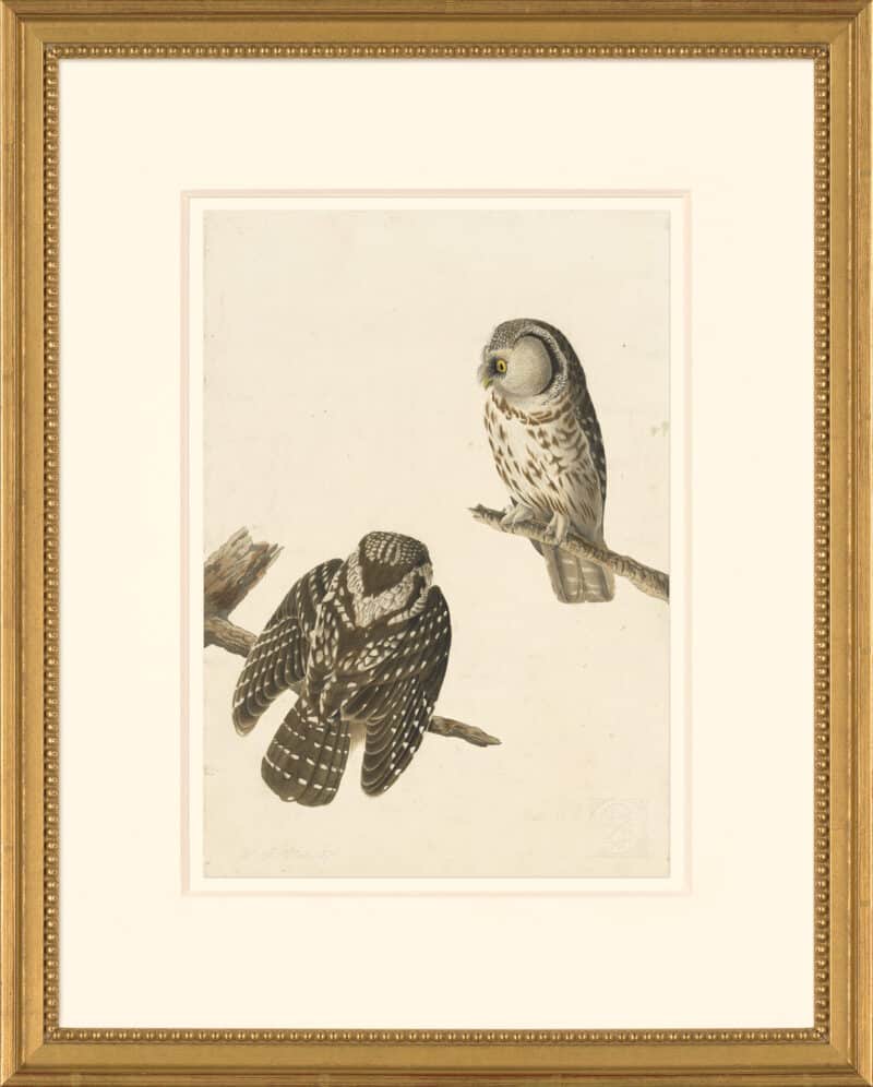 Audubon's Watercolors Octavo Pl. 380, Boreal Owl